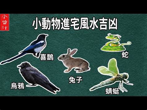 蜻蜓入 屋 風水|蜻蜓入宅有何含義？風水師解釋